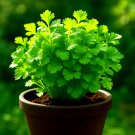 800+ SLOW-BOLT CILANTRO CORIANDER SEEDS