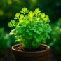 800+ SLOW-BOLT CILANTRO CORIANDER SEEDS