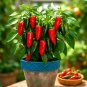 200+ JALAPENO PEPPER SEEDS