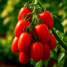 200+ ROMA TOMATO SEEDS