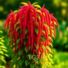 6,000+ AMARANTH LOVE-LIES-BLEEDING SEEDS