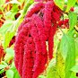 6,000+ AMARANTH LOVE-LIES-BLEEDING SEEDS