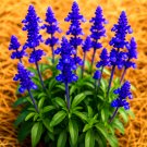 200+ BLUE SAGE SEEDS MOSQUITO REPELLENT HERB