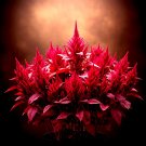 2000+ MIDNIGHT AMARANTH SEEDS