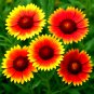 600+ BLANKET FLOWER SEEDS