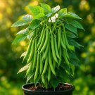 75+ BLUE LAKE POLE BEAN SEEDS