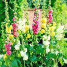 200+ HOLLYHOCK AUTUMN MIX SEEDS HUMMINGBIRD HUGE FLOWERS