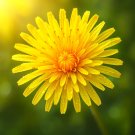 1000+ DANDELION SEEDS