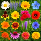3000+ POLLINATOR WILDFLOWER SEEDS