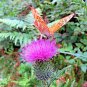 3000+ POLLINATOR WILDFLOWER SEEDS