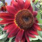75+ RED SUN SUNFLOWER SEEDS RARE MAROON CUT FLOWER