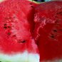60+ SUGAR BABY WATERMELON SEEDS