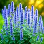 600 KOREAN MINT SEEDS