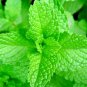 600 KOREAN MINT SEEDS