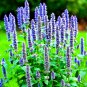 600 KOREAN MINT SEEDS