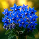 300+ BORAGE SEEDS BLUE STARFLOWER