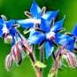 300+ BORAGE SEEDS BLUE STARFLOWER