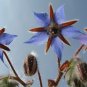 300+ BORAGE SEEDS BLUE STARFLOWER