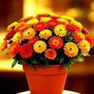 500+ POT MARIGOLD SEEDS AUTUMN MIX