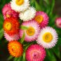 STRAWFLOWER 50+ SEEDS