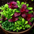 1000+ ASIAN GREENS MIX SEEDS