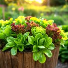 1000+ SEEDS LETTUCE SPRING MESCLUN MIX VEGETABLE HEIRLOOM