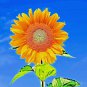 50 RARE TAIYO SUNFLOWER SEEDS
