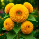 100+ DWARF TEDDY BEAR SUNFLOWER SEEDS