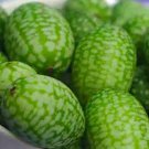 50+ CUCAMELON SEEDS