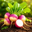 1400+ PURPLE TOP TURNIP SEEDS