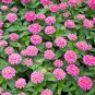 Pink Garden Zinnia Seeds