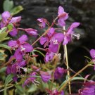 Easy-Grow Fireweed Seeds - Pollinator-Friendly, Edible Shoots, Cold-Tolerant Perennial