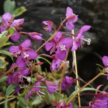 Easy-Grow Fireweed Seeds - Pollinator-Friendly, Edible Shoots, Cold-Tolerant Perennial