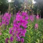 Easy-Grow Fireweed Seeds - Pollinator-Friendly, Edible Shoots, Cold-Tolerant Perennial
