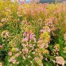 Rainbow Rapeseed Seeds - Ornamental Flower Seeds
