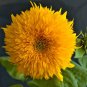 Giant Teddy Bear Sunflower Seeds