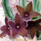 Stapelia Seeds Mix - Rare Carrion Flower Succulent Collection for Planting