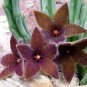Stapelia Seeds Mix - Rare Carrion Flower Succulent Collection for Planting