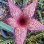 Stapelia Seeds Mix - Rare Carrion Flower Succulent Collection for Planting