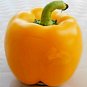 CALIFORNIA WONDER YELLOW PEPPER SPRING GARDEN HEIRLOOM 25 SEEDS