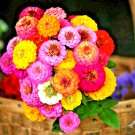 300+ ZINNIA HUMMINGBIRD LILLIPUT SEEDS