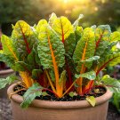 150+ SWISS CHARD SEEDS