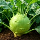 1,000 GIANT KOHLRABI SEEDS