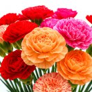 600+ CHABAUD RARE CARNATION SEEDS