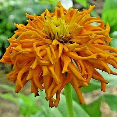 300+ CACTUS ZINNIA SEEDS