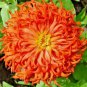 300+ CACTUS ZINNIA SEEDS