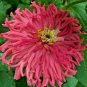 300+ CACTUS ZINNIA SEEDS