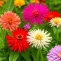 300+ CACTUS ZINNIA SEEDS