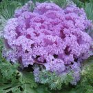 300+ ORNAMENTAL KALE SPLENDOR MIX SEEDS FLOWERING VEGETABLE
