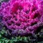 300+ ORNAMENTAL KALE SPLENDOR MIX SEEDS FLOWERING VEGETABLE